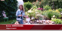 Видео - ТВН
