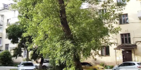 В муниципальных районах Калужской области филиал Рослесозащиты проводит систематические обследования городских насаждений - Рослесозащита Калужской области