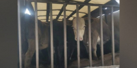 В Воронежской области задержали еще 17 телят без документов - РИА Воронеж