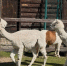 You are viewing the image with filename 3.jpg - Ярославская ГСХА