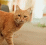 🐱 Бешенство у кошек: почему вакцинация — не выбор, а необходимость 🐱 - Управление ветеринарии