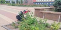 В Курске рассказали об уходе за городскими клумбами - Городские Известия