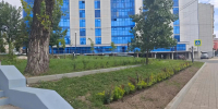 В Курском сквере на время исчезли саженцы сирени - Городские Известия