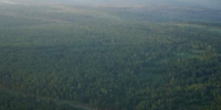 План по поступлениям лесных доходов в казну перевыполнили в Приангарье - Baikal24.Ru