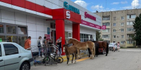 Калужские лошади устроили шопинг в «Магните» - Obninsk.Name