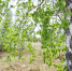 Учёные раскрыли секрет морозостойкости якутских берёз - Yakutia-Daily.Ru