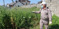 В Черкесске обработают около 100 га территории от амброзии - Русское радио КЧР