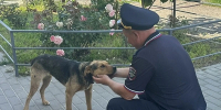 Белгородские полицейские передали приюту для животных более 450 кг корма - Сетевое издание Знамя 31