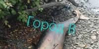 «Чудо-юдо за гаражами»: неизвестную приморцам живность выбросило на берег моря - ГТРК Владивосток