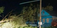 Ночной ветер повалил 20 деревьев в Татарстане, один человек погиб - TatPressa.Ru