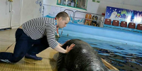 Мурманский океанариум избежал аукциона благодаря вмешательству губернатора Андрея Чибиса - Мурманский вестник