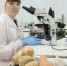 Ветспециалисты Приангарья проводят экспертизу растительной продукции - Служба ветеринарии