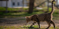 Что скрывает кошачий хвост? - ОКА-ФМ