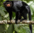 Новый вид обезьян Colobus congoenisis обнаружен в Конго - ProKazan.Ru