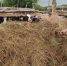 Спасский район вошёл в десятку лучших в Татарстане по развитию ЛПХ - Газета Новая жизнь