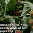 Малиновое лето. Как заложить урожай на будущий год - Самарская Газета