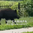 Кабана сняли на видео возле школы № 106 в Самаре - Самарская Газета