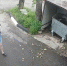 Кошка, подброшенная к воротам нижегородского приюта, сбежала из переноски - Нижегородская правда