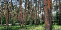 В Самарской области убьют 338 лосей, 146 оленей и 2795 косуль - КТВ-ЛУЧ