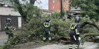 Ростовские улицы и парки  лишились больше 1000 деревьев, поваленных ураганом - Панорама