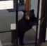 Косолапый инспектор: медведь заявился в офис водных ресурсов – видео - ТРК Татарстан-Новый век