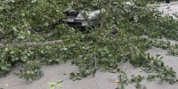 В Ростове на 1-й Краснодарской огромная ветка упала на припаркованную машину - DonDay.Ru
