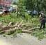 дерево - Novosti-Saratova.Ru