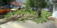 дерево - Novosti-Saratova.Ru