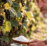 Тля от баллончиков становится еще "злее": как избавиться от вредителя за сутки без химии - IrkutskMedia.Ru