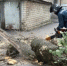 В Ульяновске ветер повалил деревья на три автомобиля и снес кровлю дома - Ульяновск сегодня