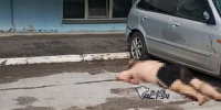 Мужчина выпал с балкона высотки в Новосибирске - Gorsite.Ru