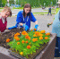 В Чепецке злоумышленники разоряют клумбы и вазоны - Kirov.Online