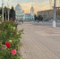 Куряне пожаловались на засохшие туи и живую изгородь в парках - Курские Известия