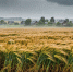 День Акилы (Дозоры): народные приметы и запреты 27 июля - Shadr.Info