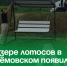 На озере лотосов в Артёмовском появилась пергола-качели. - Администрация Артёмовского городского округа
