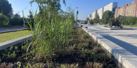 В Курске пытаются разобраться, почему не работает система автополива в парке "Патриот" - Sekunda.Media
