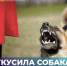 Укусила собака или любое другое непривитое от бешенства животное, что делать? - Тавдинский городской округ