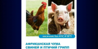 О рисках заноса и распространения вируса африканской чумы свиней и заразных болезней птиц - Администрация Угличского района