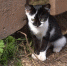 котенок - ИА Удмуртия