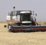 Аграрии Ставропольского края завершают уборку зерновых — губернатор - Телеканал СвоёТВ