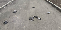 В Костроме выясняют причину массовой гибели голубей у сквера «Юбилейный» - Интернет-телевидение Логос