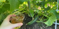 По стакану под куст — и огурцы плодоносят как бешеные: 3 лучшие летние подкормки для дачников - Pro Город Ухта