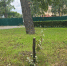 Рыба гибнет, газоны выгорают, дубы спиливают, сотни миллионов осваивают: чиновники мэрии Саратова уже год управляют Городским парком, и это — страшная беда - ИА Версия-Саратов