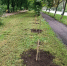 В Курске ухаживают за деревьями в двух проблемных участках города - Городские Известия