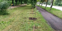 В Курске ухаживают за деревьями в двух проблемных участках города - Городские Известия