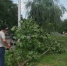 Городские коммунальные службы устраняют последствия сильного ветра - Администрация г. Владикавказ