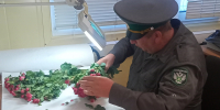 В Смоленской области Россельхознадзором уничтожена партия роз, зараженных западным цветочным трипсом - Россельхознадзор