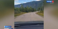 Медвежья прогулка - Вести Хакасия