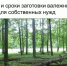 Условия и сроки заготовки валежника для собственных нужд. - Белохолуницкий муниципальный район
