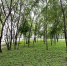 Почти 60 парков и дворов благоустраивают в Забайкалье - ChitaMedia
